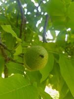 okkernoot fruit detailopname in haar oorsprong natuur foto