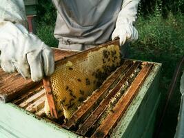 mannetje imker werken in zijn bijenstal Aan een bij boerderij, bijenteelt concept foto