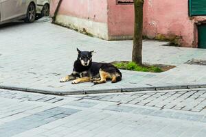straat hond aan het liegen foto