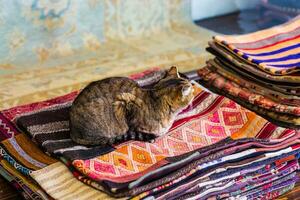 kat zittend Aan tapijten foto