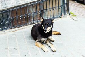 straat hond aan het liegen foto