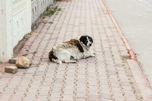 oud hond Aan de straat foto