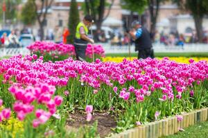 tulpen in Istanbul foto