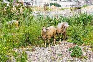 kalkoen vee, schapen en vee Aan een boerderij foto