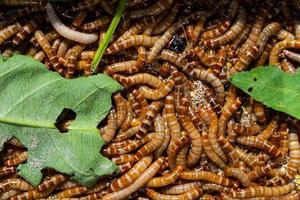 close-up vogelworm, voedsel voor dieren, insecten foto