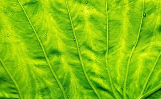 water op verlof achtergrond, groen blad natuur foto