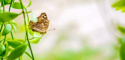 bruin vlinder neergestreken Aan een blad met de kader natuurlijk achtergrond foto