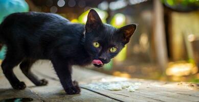 een schattig zwart inheems Thais katje draaien naar kijken Bij de camera na aan het eten met stok uit tong foto