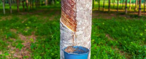 rubber boom en kom gevulde met latex in een rubber plantage foto