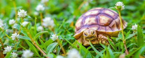 dichtbij omhoog van sulcata schildpad of Afrikaanse aangespoord schildpad geclassificeerd net zo een groot schildpad in natuur, mooi baby Afrikaanse uitloper schildpadden foto