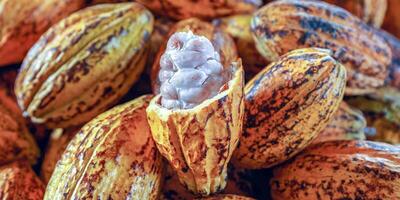 besnoeiing in voor de helft rijp cacao peulen of geel cacao fruit oogst cacao bonen naar sturen naar de chocola fabriek foto
