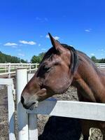 een paard is staand in een pen met een hek foto