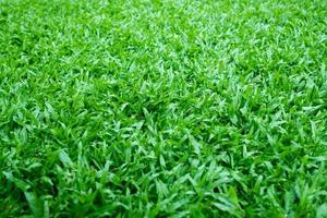 groen gras achtergrond, voetbalveld foto
