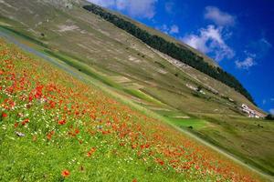 castelluccio di norcia en zijn bloeiende natuur foto