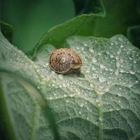 kleine bruine slak op de plant foto