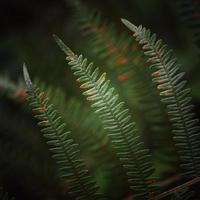 groene varenbladeren in de lente foto