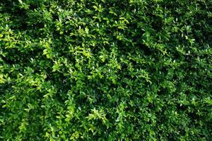 groene bladeren muur achtergrond, blad muur natuur achtergrond foto