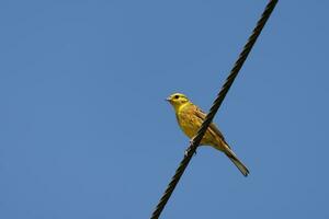 geelgors, Emberiza citrinella, genieten van de ochtend- zonneschijn foto