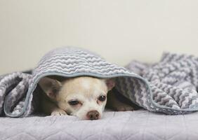 dichtbij omhoog beeld van slaperig chihuahua hond onder grijs en wit strepen deken. foto