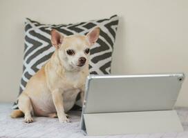 bruin kort haar- chihuahua hond zittend Aan bed met hoofdkussen en wit achtergrond , op zoek Aan digitaal tablet scherm, aan het kijken films of video roeping. foto