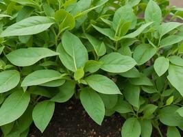 ashwagandha plant, withania somnifera, bekend algemeen net zo ashwagandha haar wortels en Oranje rood fruit hebben geweest gebruikt voor honderden van jaren voor geneeskrachtig doeleinden immuniteit booster foto