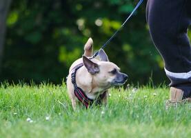 schattig huisdier hond is poseren in een lokaal openbaar park van Londen stad van Engeland Super goed Brittannië uk, mei 23e, 2023 foto