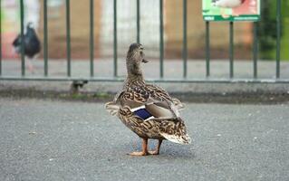 schattig water vogel Bij lokaal openbaar park's meer van bedford stad van Engeland Super goed Brittannië, uk. beeld was gevangen genomen Aan april 22e, 2023 foto