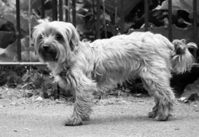 schattig huisdier hond is poseren in een lokaal openbaar park van Londen stad van Engeland Super goed Brittannië uk, mei 23e, 2023 foto