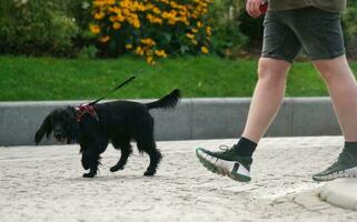 schattig huisdier hond is poseren in een lokaal openbaar park van Londen stad van Engeland Super goed Brittannië uk, mei 23e, 2023 foto