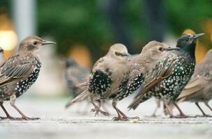 heel schattig weinig vogel Bij jubileum tuinen park Bij Londen oog, Westminster, centraal Londen hoofdstad stad van Engeland uk. beeld was gevangen genomen Aan augustus 2e, 2023 foto