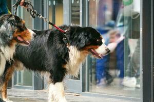 schattig huisdier hond is poseren in een lokaal openbaar park van Londen stad van Engeland Super goed Brittannië uk, mei 23e, 2023 foto