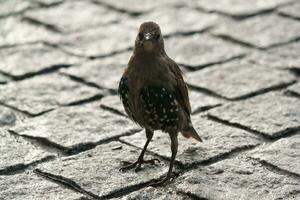 heel schattig weinig vogel Bij jubileum tuinen park Bij Londen oog, Westminster, centraal Londen hoofdstad stad van Engeland uk. beeld was gevangen genomen Aan augustus 2e, 2023 foto