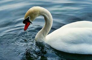 meest mooi beeld van wit Brits zwaan in de meer van milton keynes Engeland uk. foto