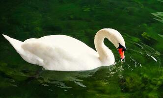 meest mooi beeld van wit Brits zwaan in de meer van milton keynes Engeland uk. foto