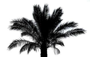 palmboom silhouet foto