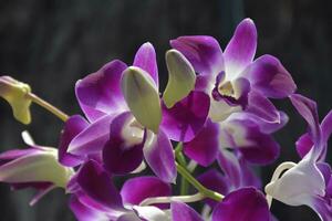 Purper orchidee bloeiend schoonheid natuur in Bangkok Thailand foto
