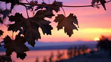 silhouet van druif bladeren Bij zonsondergang foto