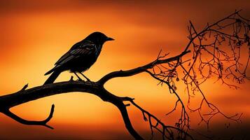 vogel silhouet neergestreken Aan een Afdeling foto