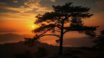 zonsopkomst silhouet van een pijnboom boom foto