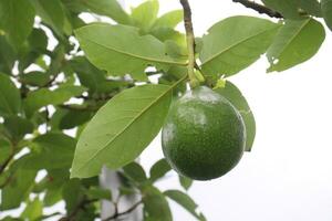 avocado Aan boom voor fruit en groente nodig hebben in boerderij foto