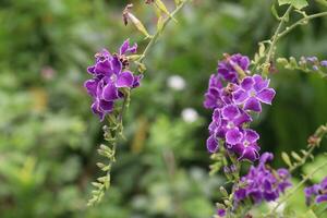 duranta erecta bloem Aan boom in boerderij foto