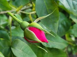 knop van een rood roos. roos bloem. bloemen achtergrond voor groet kaart foto