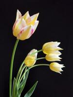 geel tulpen. bloemen van geel tulpen Aan een zwart achtergrond. groet kaart foto