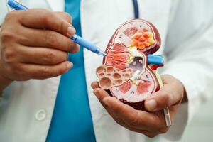 chronisch nier ziekte, dokter Holding model- voor behandeling urine- systeem, urologie, geschatte glomerulair filtratie tarief egr. foto