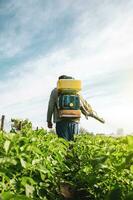 een boer in een lucht sproeier kanon sprays een aardappel plantage. de nevel vernevelaar sproeier, fungicide en bestrijdingsmiddel. effectief Bijsnijden bescherming van gecultiveerd planten van insecten en schimmel. chemisch behandeling foto