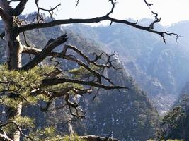 bergpijnboom op de top van de Seoraksan-bergen foto