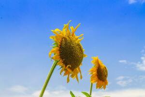 zonnebloem veld- Bij Doorzichtig blauw lucht foto