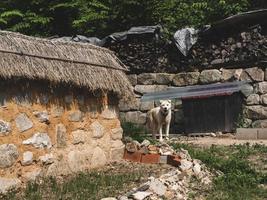 witte hond in het traditionele Aziatische dorp in Zuid-Korea foto