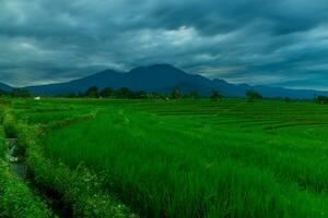 mooi ochtend- visie Indonesië panorama landschap rijstveld velden met schoonheid kleur en lucht natuurlijk licht foto