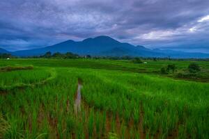 mooi ochtend- visie Indonesië panorama landschap rijstveld velden met schoonheid kleur en lucht natuurlijk licht foto